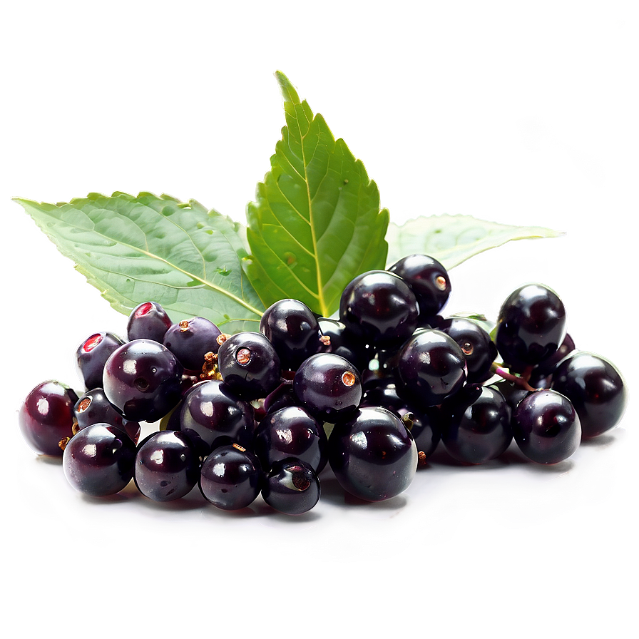 Elderberry Supplement Png 06252024