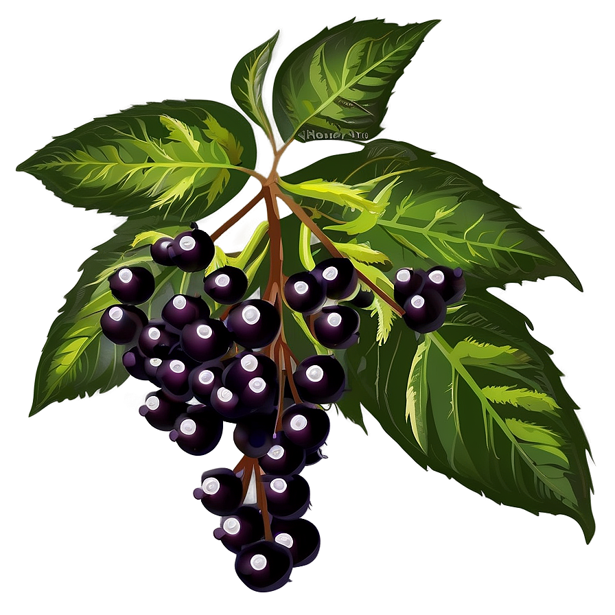 Elderberry Vector Png 06252024