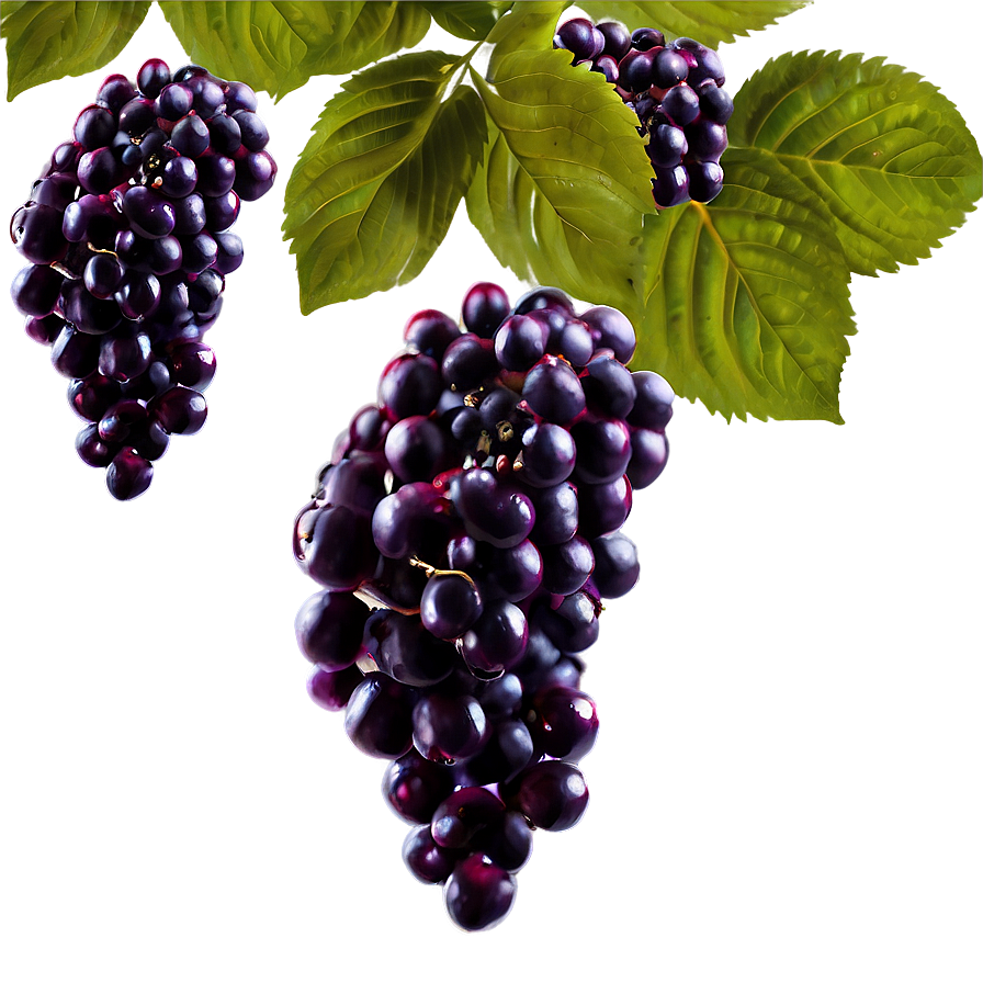 Elderberry Wine Png Olf