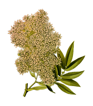 Elderflower Blossom Against Black Background