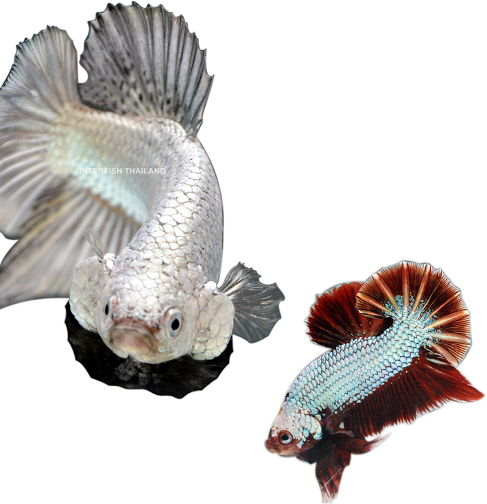 Elegant Betta Fish Pair.png