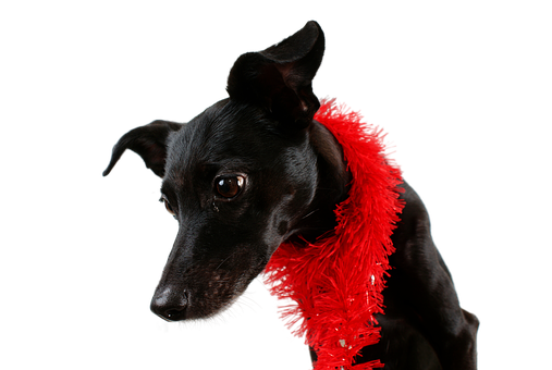 Elegant Black Dog Red Boa