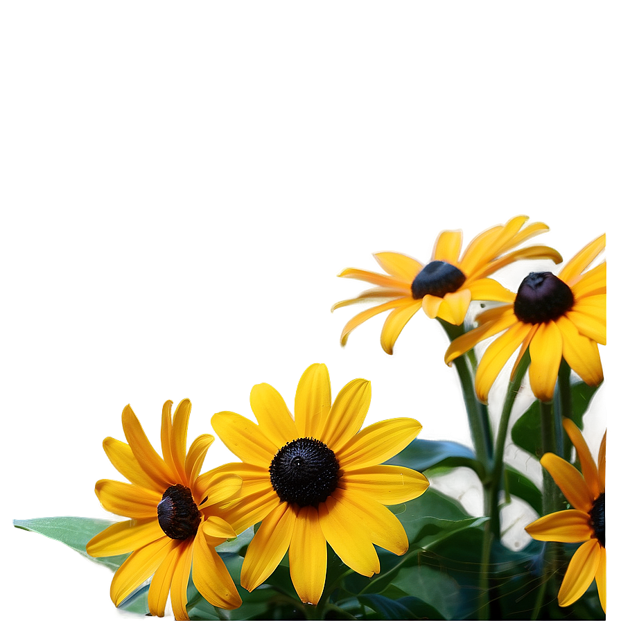 Elegant Black Eyed Susan Arrangement Png Spc