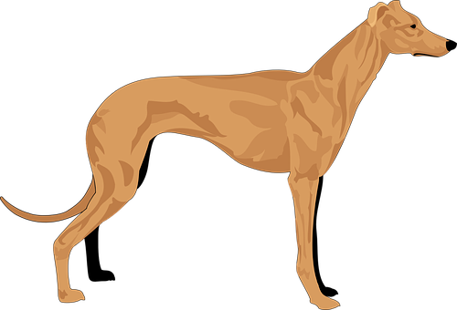 Elegant Brown Greyhound Vector