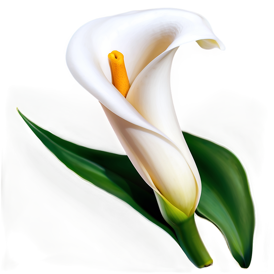 Elegant Calla Lily Png 26