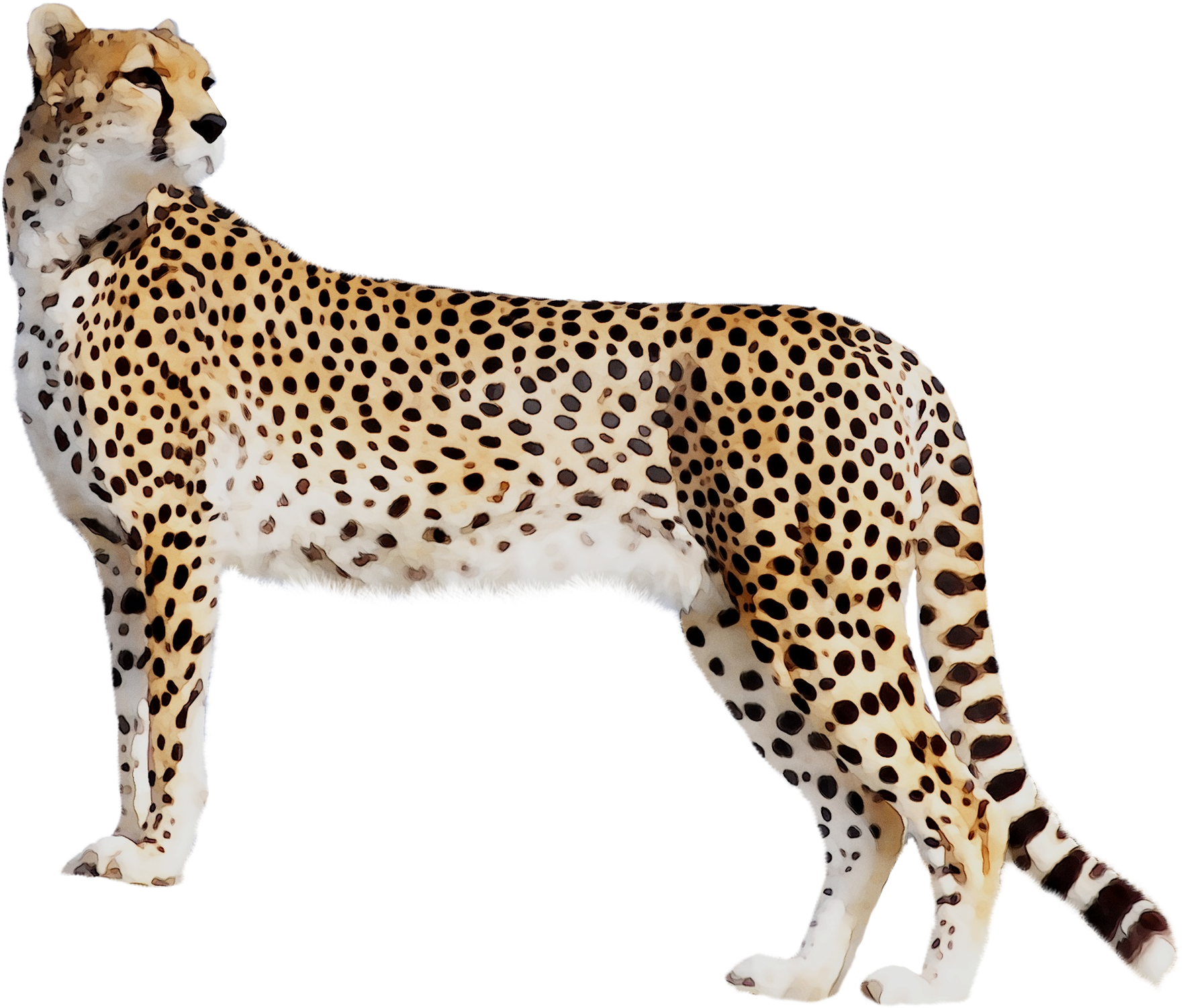 Elegant Cheetah Standing Side View