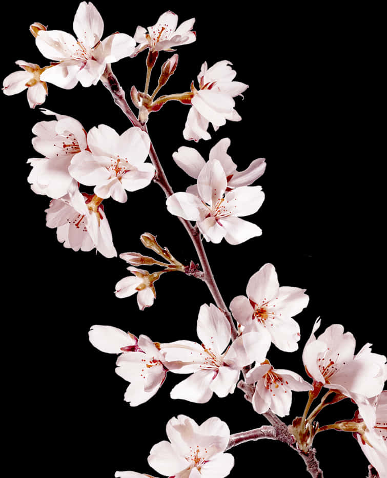 Elegant Cherry Blossoms Black Background