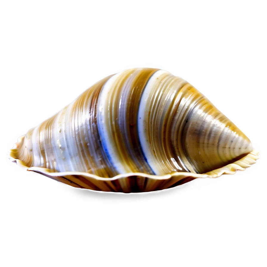 Elegant Clam Shell Png Tfv