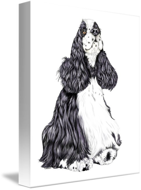 Elegant Cocker Spaniel Sketch