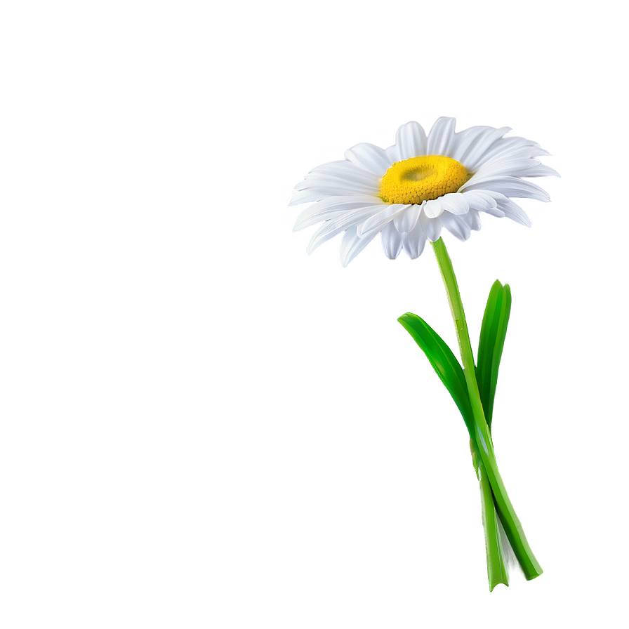 Elegant Daisy Png 19