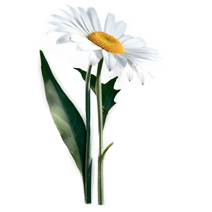 Elegant Daisy Png 60