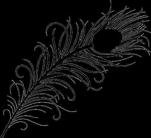 Elegant Feather Artwork