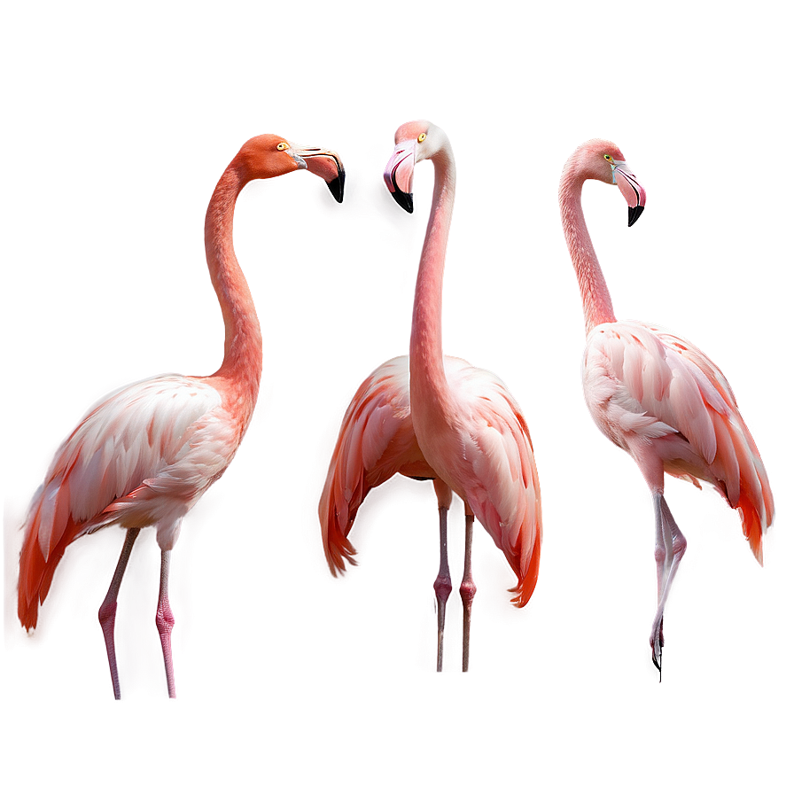 Elegant Flamingo Pose Png Lcw