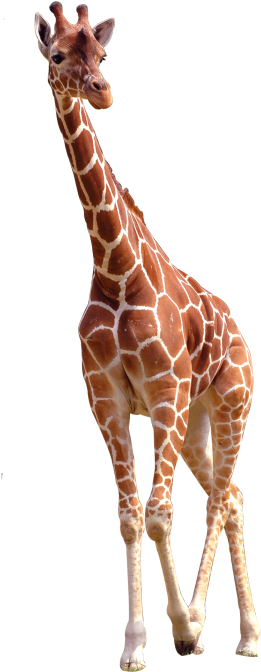 Elegant Giraffe Standing Transparent Background