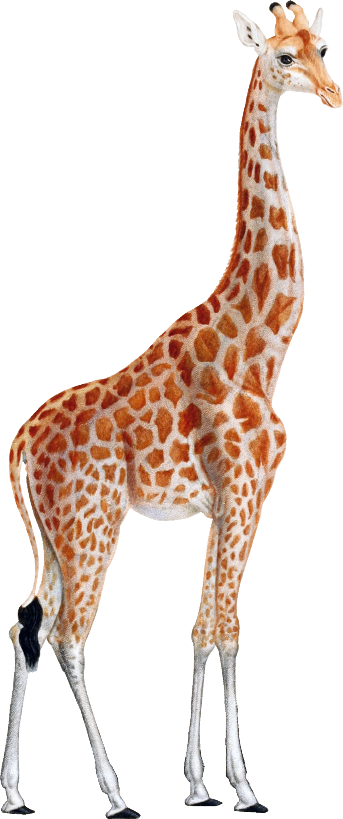 Elegant Giraffe Standing Transparent Background