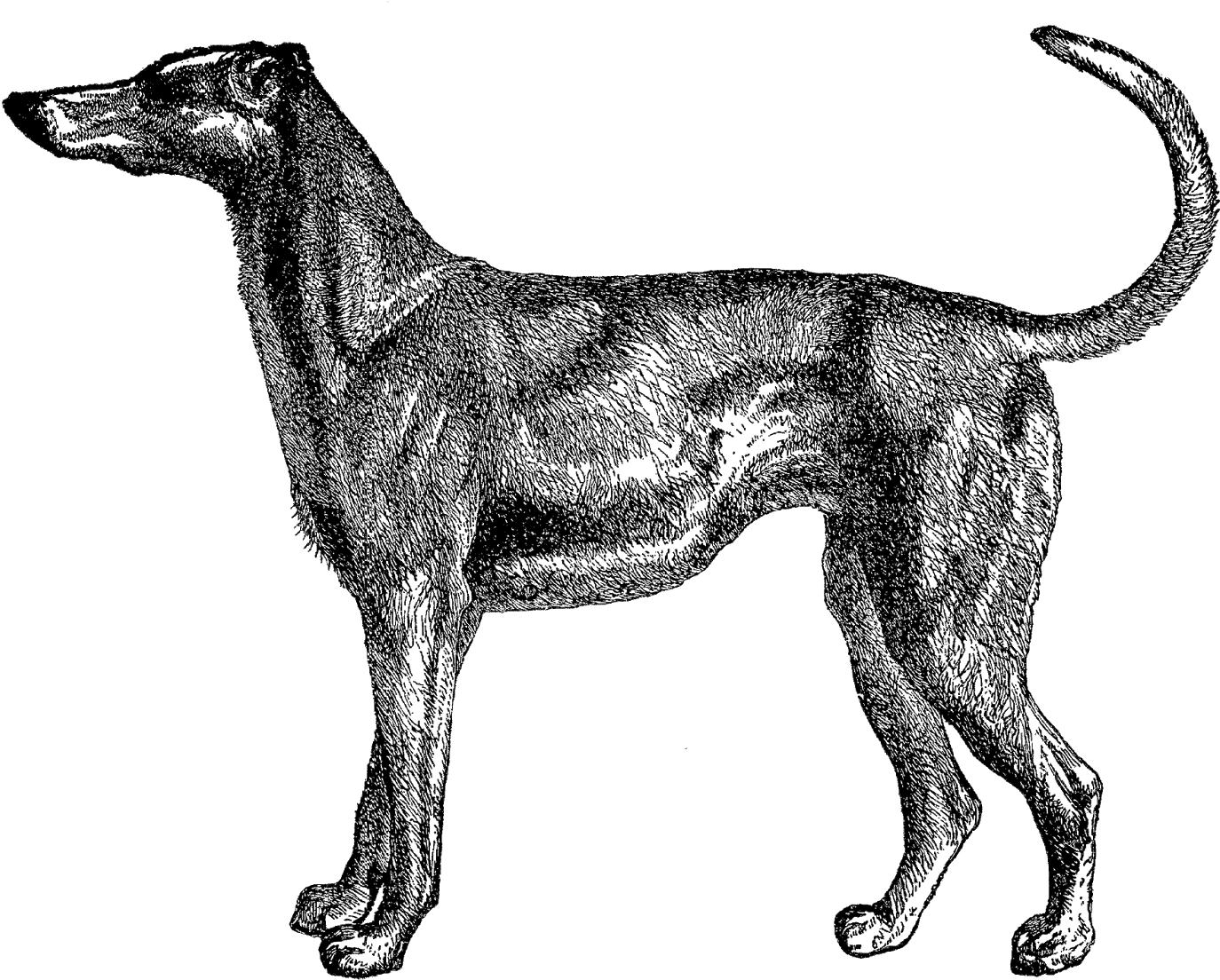 Elegant Greyhound Sketch