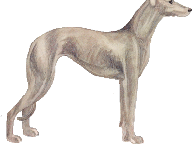 Elegant Greyhound Standing