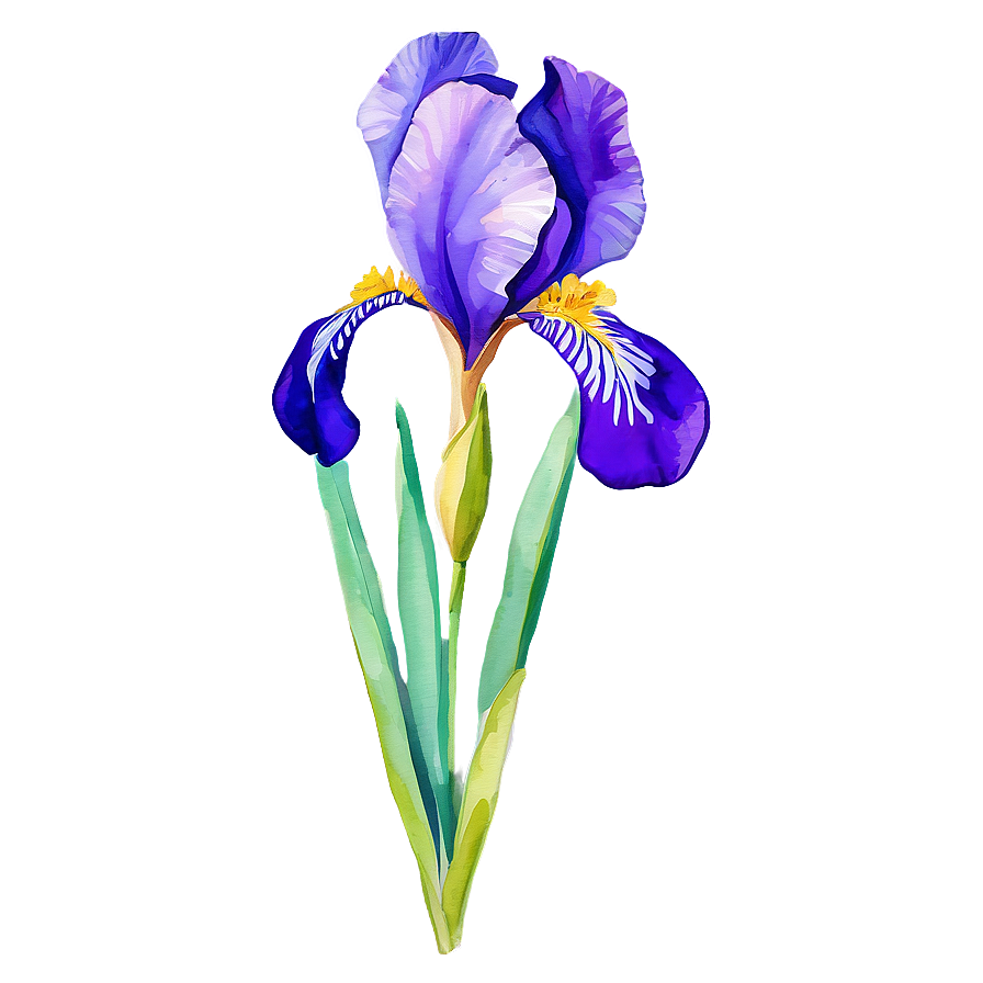 Elegant Iris Watercolor Png Gry97