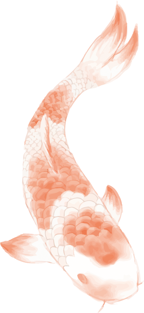 Elegant Orange Koi Fish