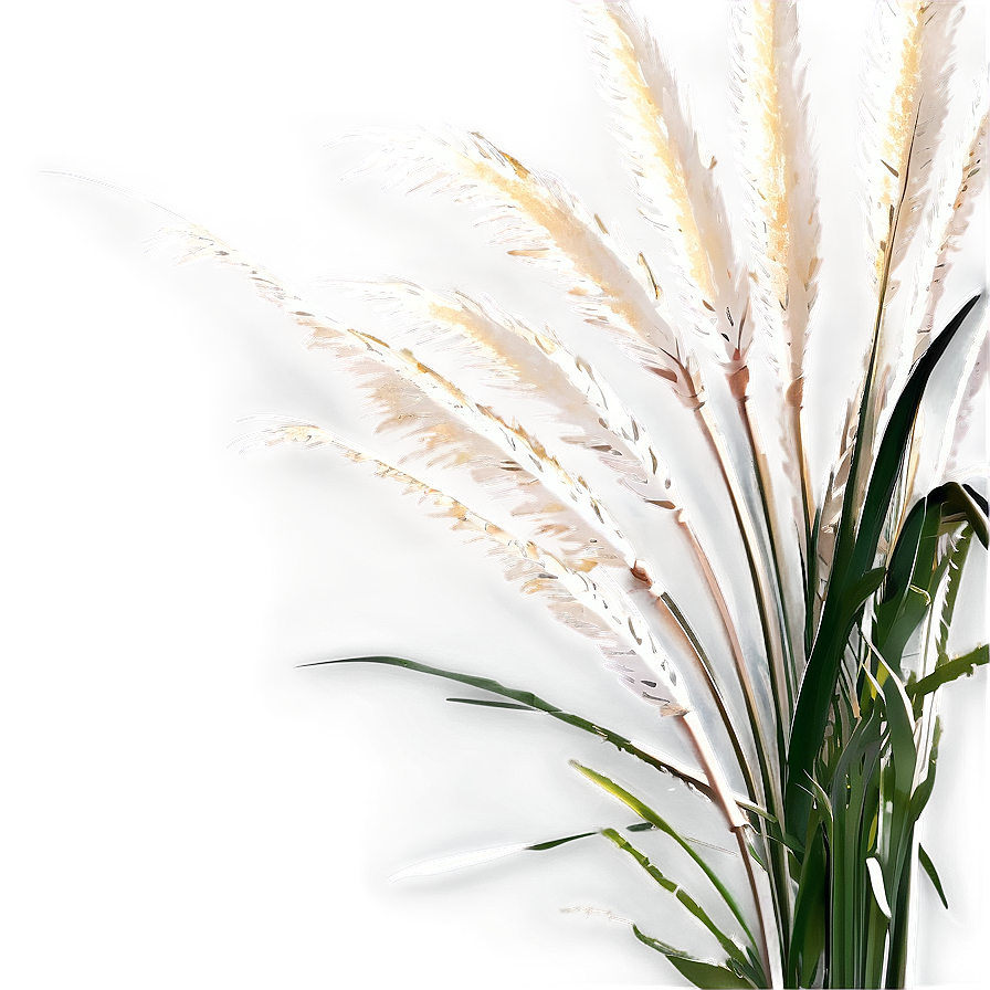 Elegant Pampas Grass Png 06122024