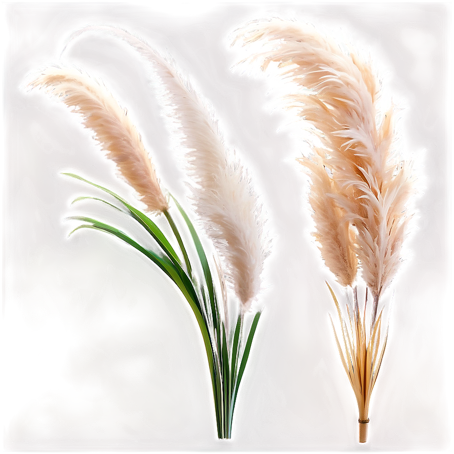 Elegant Pampas Grass Png Lub67