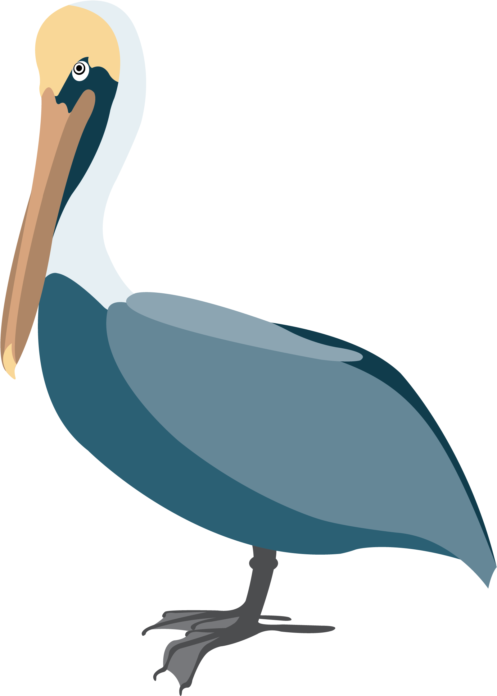 Elegant Pelican Vector Illustration