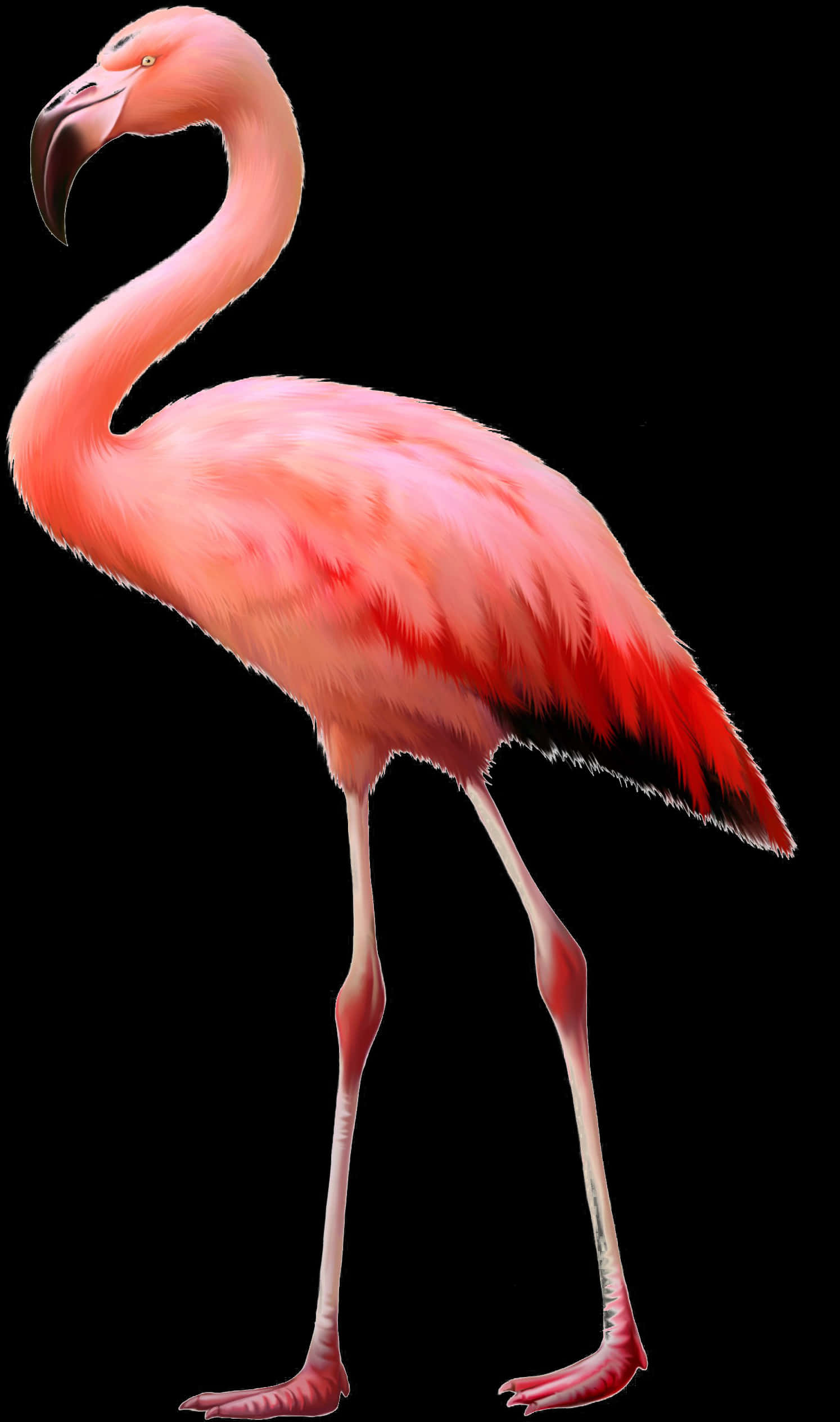 Elegant Pink Flamingo Standing