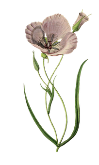 Elegant Pink Poppy Illustration