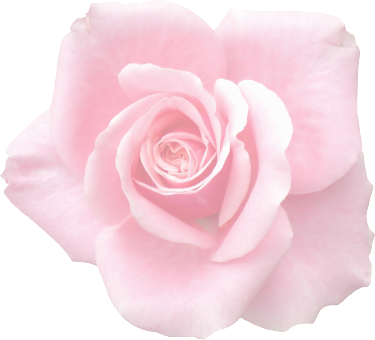 Elegant Pink Rose Black Background