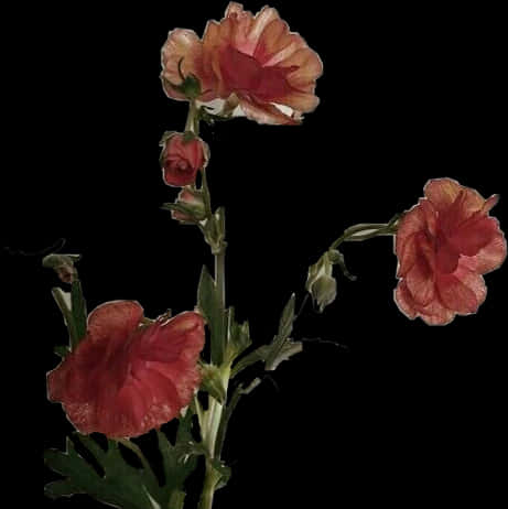 Elegant Red Hollyhocks Black Background