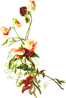 Elegant Sweet Pea Floral Art