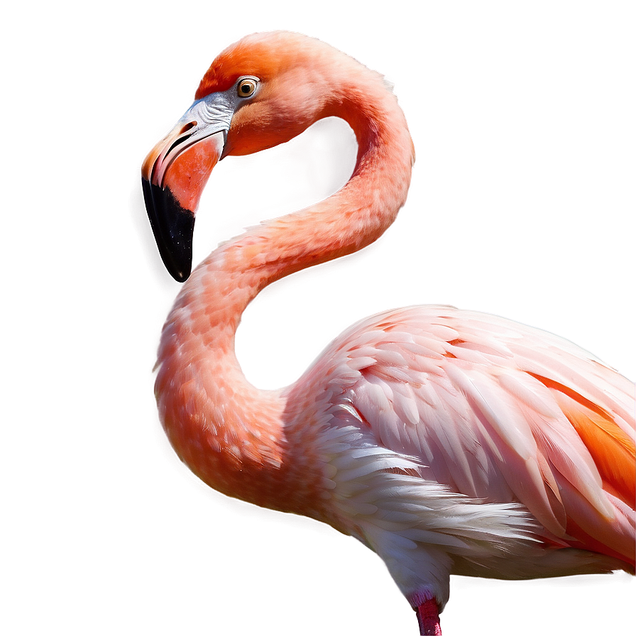 Elegant Tropical Flamingo Png 06272024