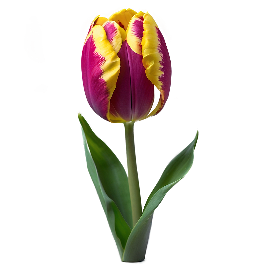 Elegant Tulip Png 65