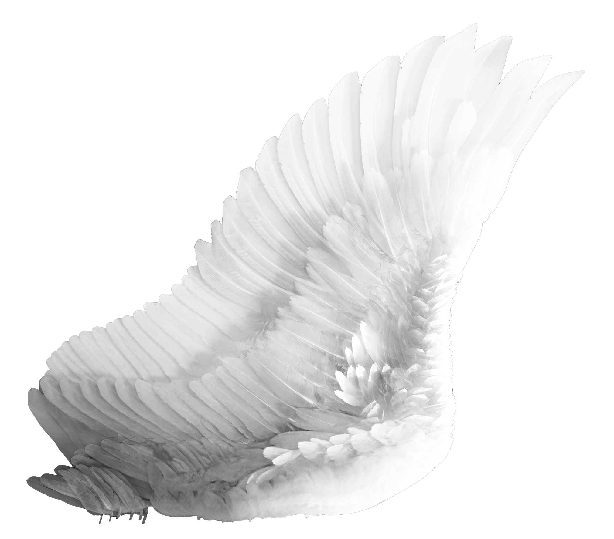 Elegant White Bird Wing