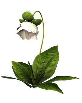 Elegant White Flower Against Black Background