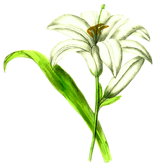 Elegant White Lily Illustration