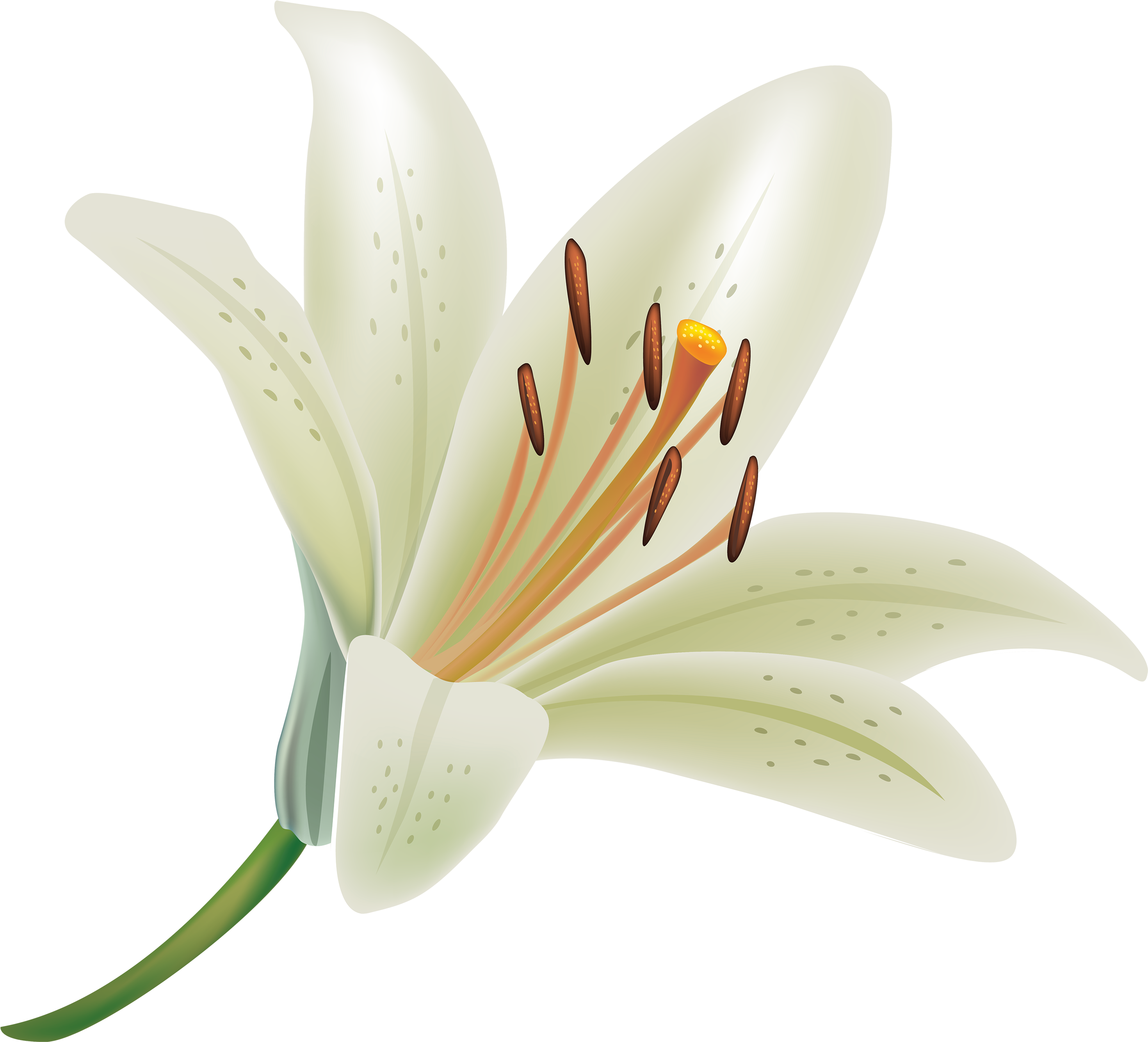 Elegant White Lily Vector