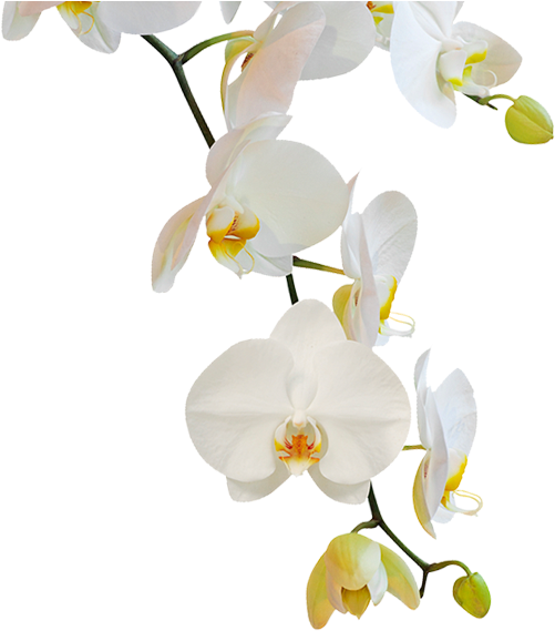 Elegant White Orchid Blooms