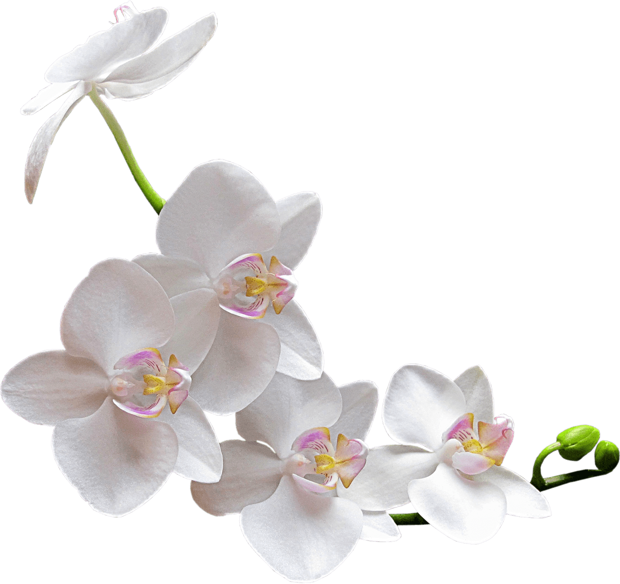 Elegant_ White_ Orchid_ Branch.png