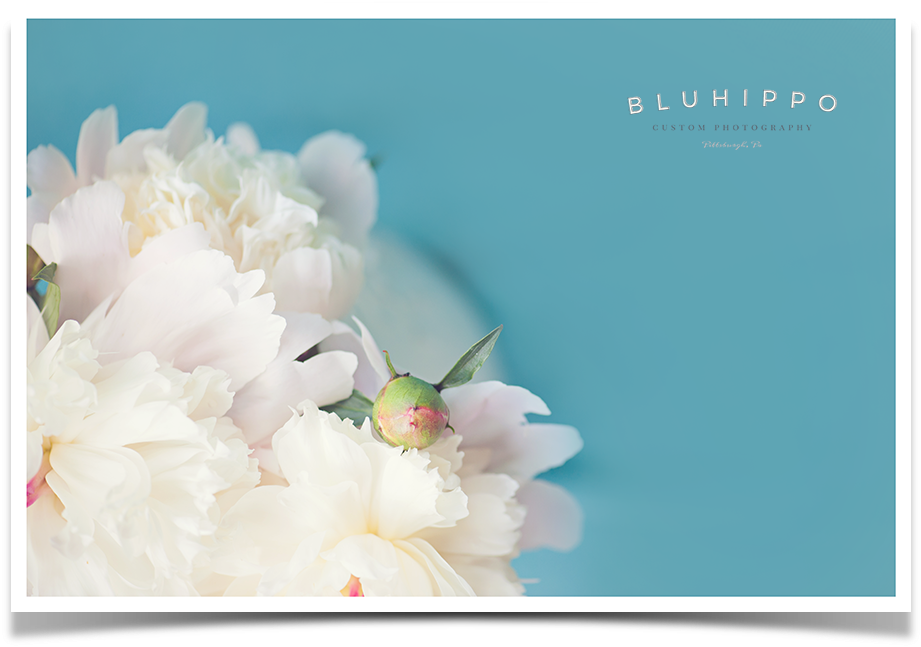 Elegant White Peonies Photography