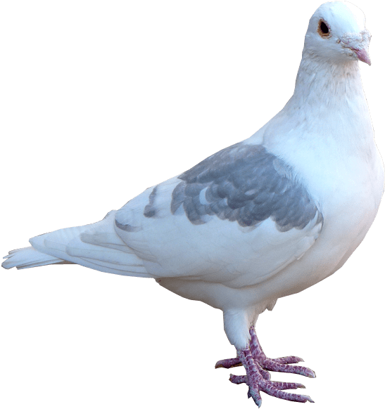 Elegant White Pigeon Profile