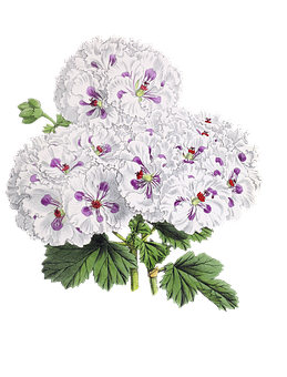 Elegant White Purple Flowered Plant