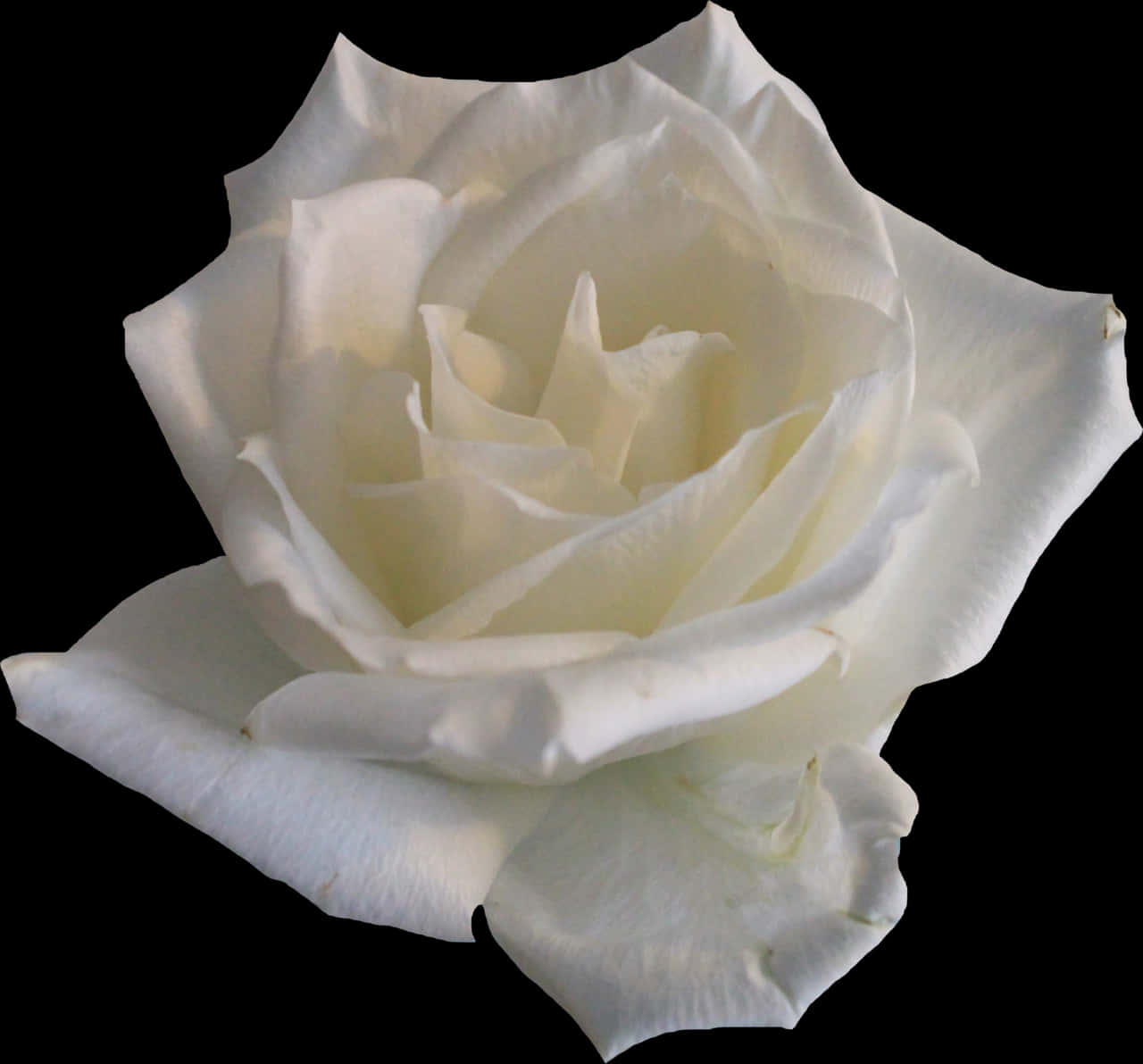 Elegant White Rose Black Background