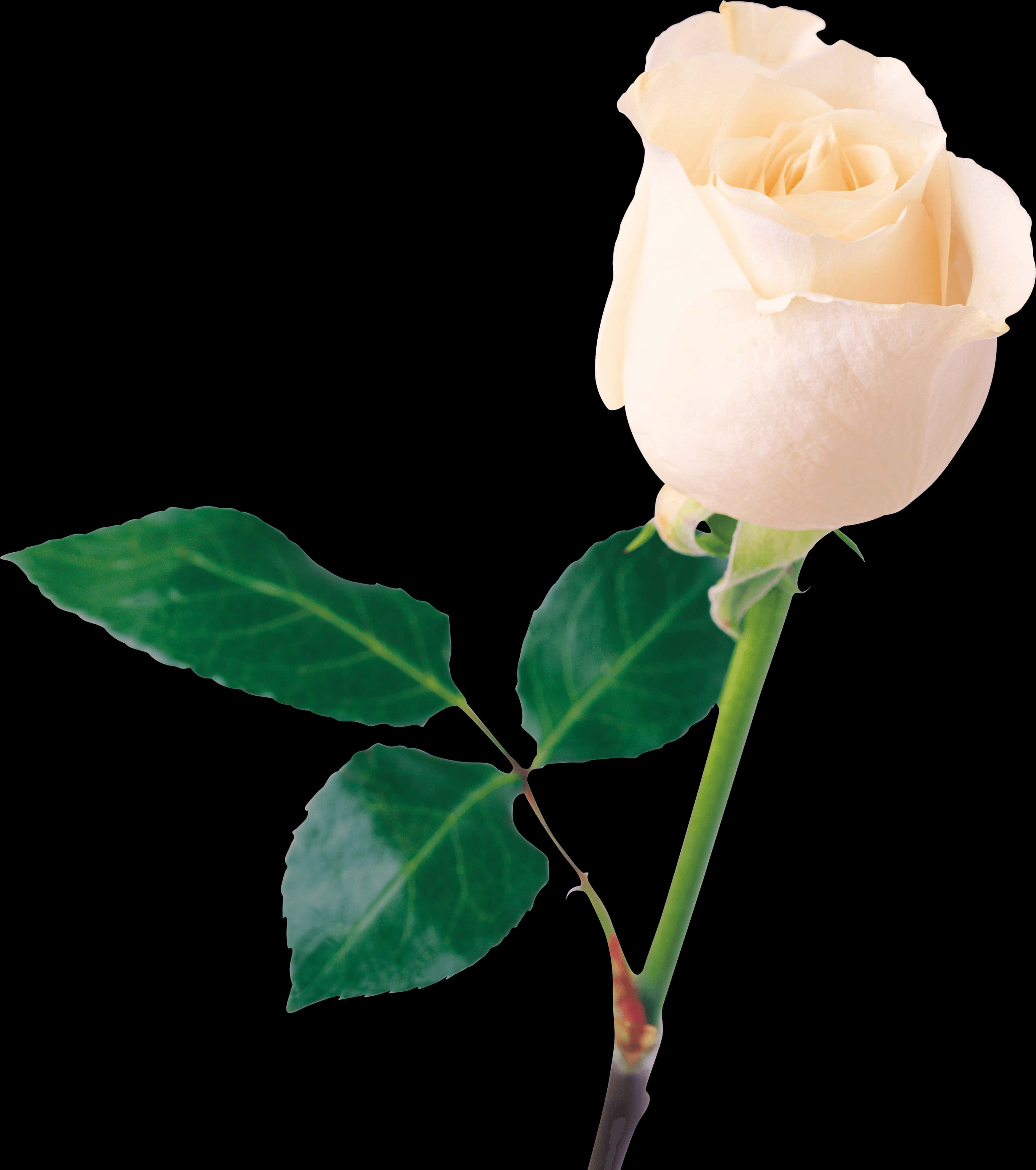 Elegant White Rose Black Background