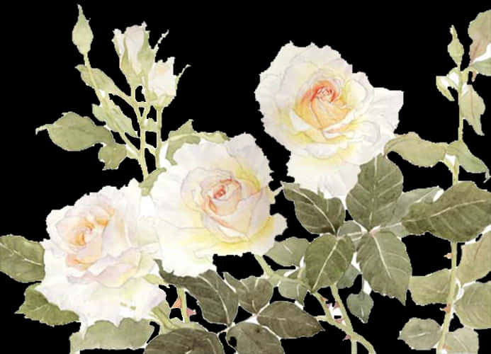 Elegant White Roses Watercolor