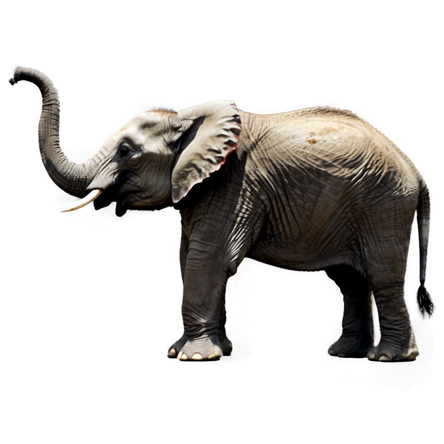 Elephant Charging Pose Png Cyd72