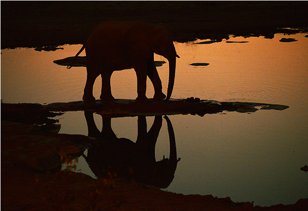 Elephant Sunset Reflection Namibia