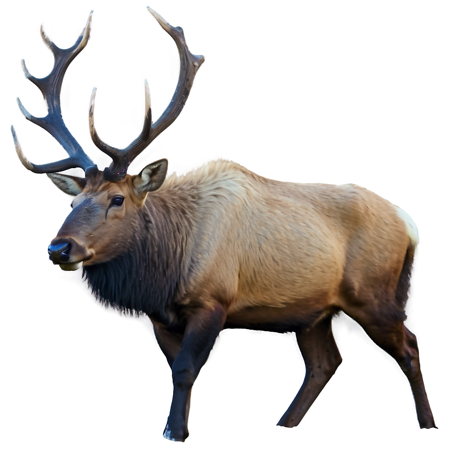 Elk In Mountains Png 35