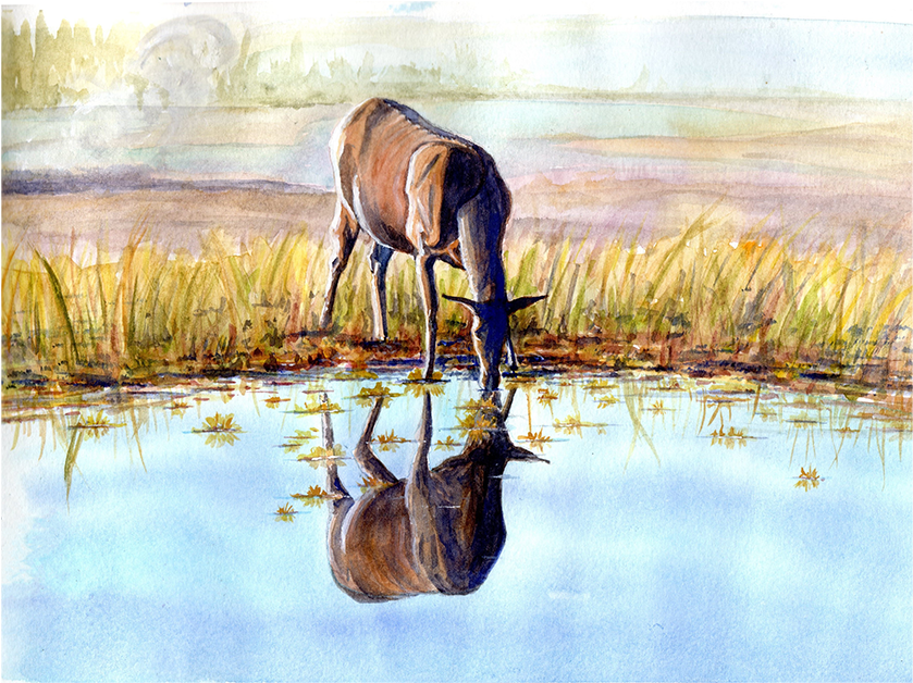 Elk Reflection Yellowstone Watercolor