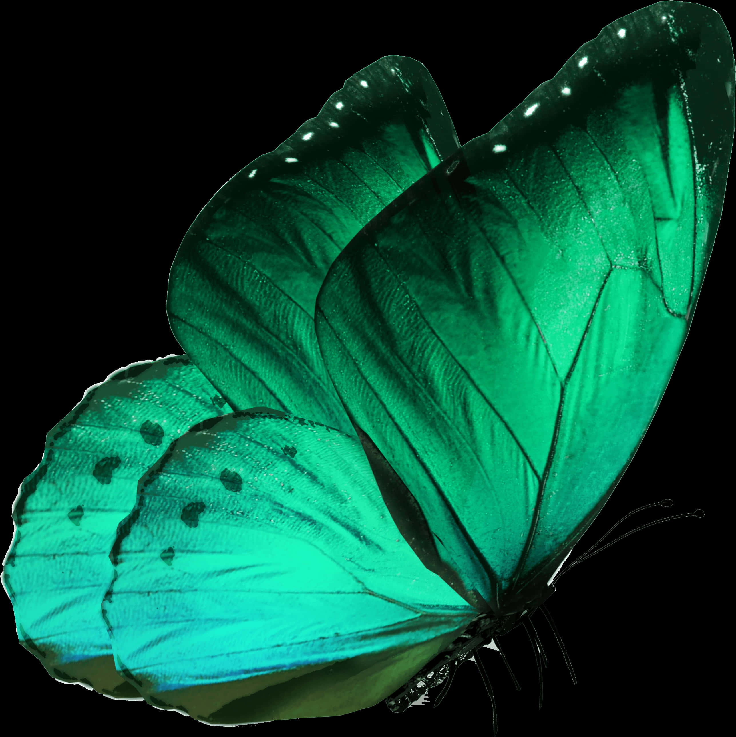 Emerald Butterfly Black Background